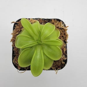 Pinguicula mesophytica {cerro El Pital, Honduras} [Fungus gnat catcher]   -Live carnivorous plant-