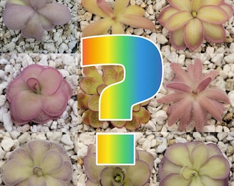 Mystery Pinguicula (1 random Ping, no ID) Maximum 2 Pings per order