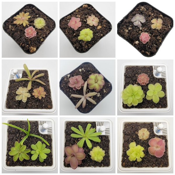 Mystery set of 10 SMALL Butterworts #100  [Plants are about 0.5" in diameter, random selection]