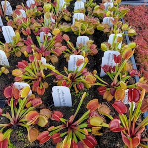 May include: A collection of Dionaea muscipula 'Red Fingers' Venus flytrap plants in individual pots. Each plant features multiple hinged, red-lobed traps with green edges and spiky cilia. White plant markers labeled 'Dionaea muscipula Red Fingers' are present.