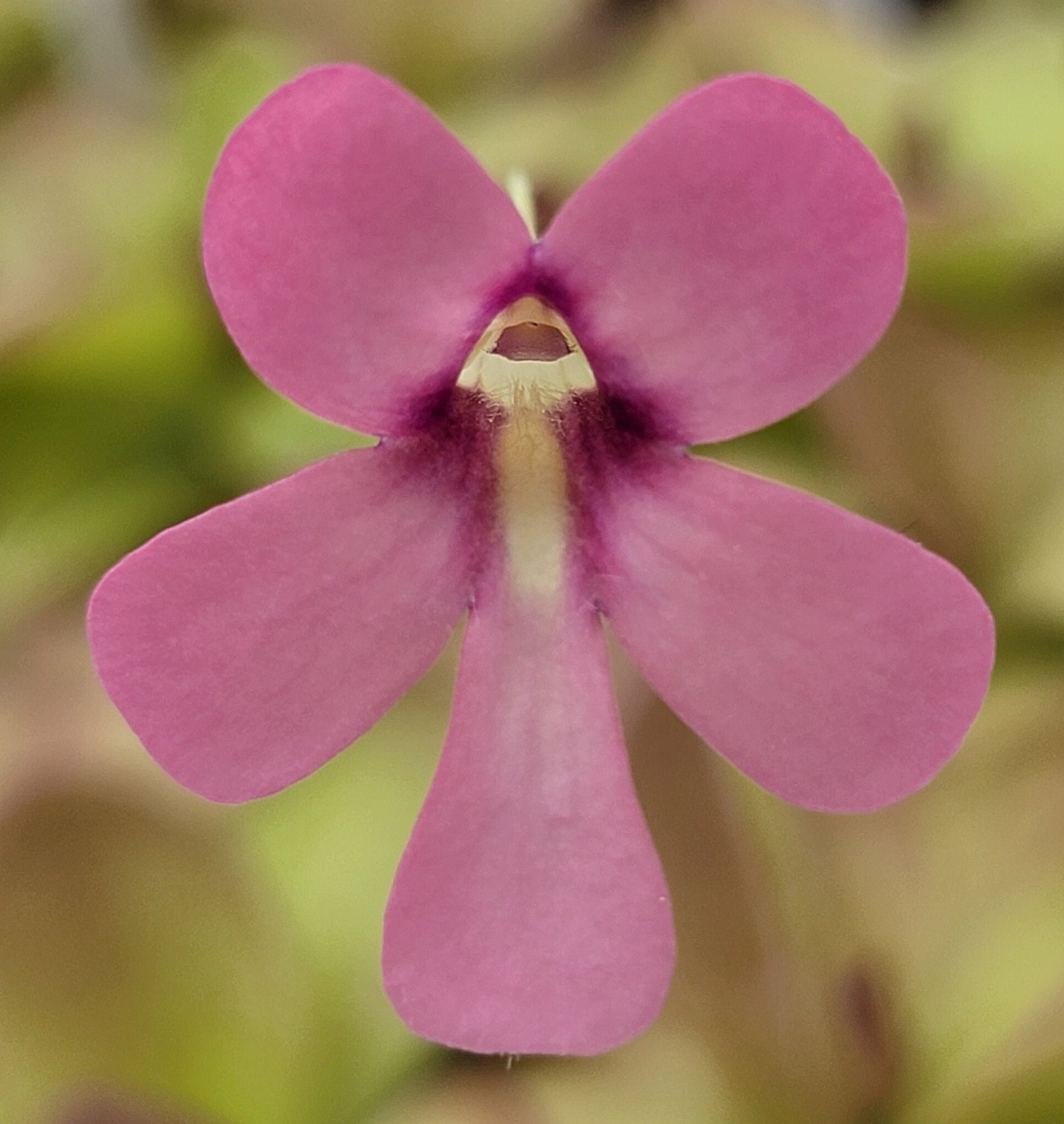 Pinguicula 