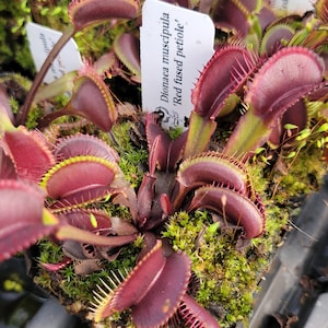 May include: A Dionaea muscipula 'Red fused petiole' Venus flytrap plant with deep burgundy, hinged, jaw-like leaves featuring sharp, interlocking marginal spines. The plant is nestled in green moss and includes a white identification tag.