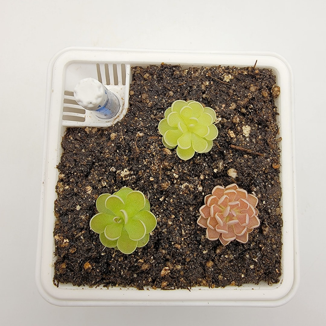 Set of 3 SMALL Butterworts Set 13 fungus Gnat Catcher live Carnivorous