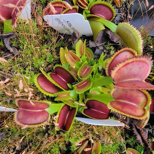 May include: A Dionaea muscipula 'Dental Shark' Venus flytrap plant featuring multiple open traps with deep red interiors and green outer edges, surrounded by green moss and thin brown stalks, with a white plant identification tag visible.