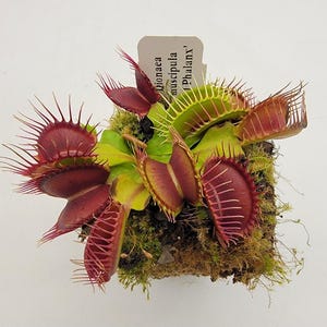 May include: A Dionaea muscipula 'Phalanx' Venus flytrap plant with vibrant green leaves and deep red, tooth-edged traps. The plant is rooted in a clump of green moss and features a small white identification tag with the text 'Dionaea muscipula 'Phalanx'.'