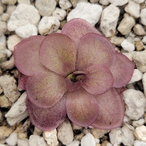 Pinguicula laueana undulate geranium flower Fungus Gnat Catcher Live carnivorous plant image 1