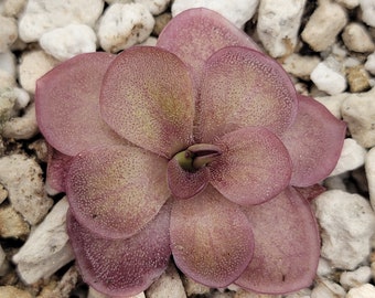 Pinguicula laueana {undulate geranium flower} [Fungus Gnat Catcher]   -Live carnivorous plant-