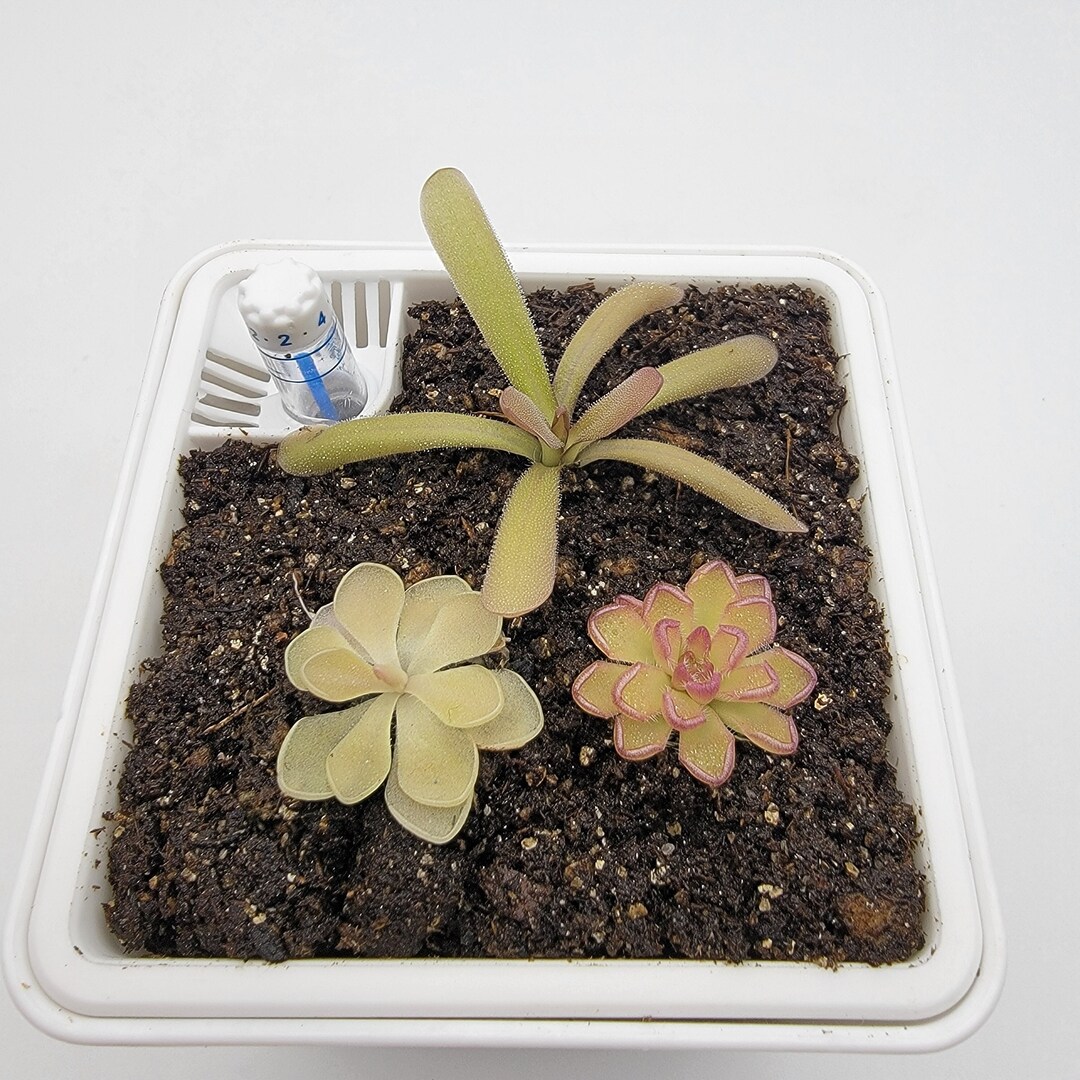 Set of 3 SMALL Butterworts Set 5 fungus Gnat Catcher live Carnivorous