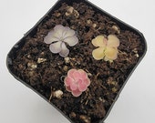 Set of 3 SMALL Butterworts set 4 Fungus Gnat Catcher -Live carnivorous plant- Plants are about 0.5 quot in diameter, Pinguicula