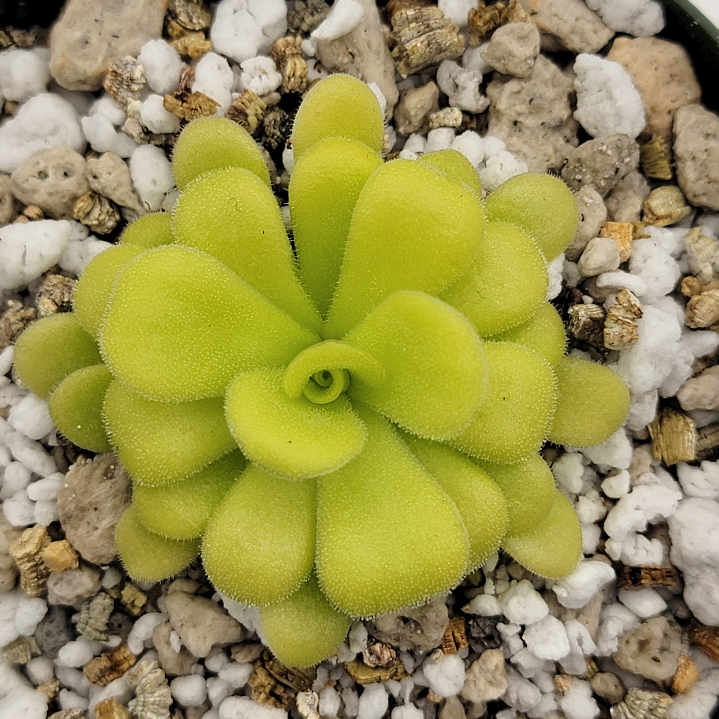 Pinguicula Agnata {mesaleon, Hidalgo, Méx} [fungus Gnat Catcher