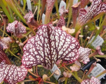 May include: A cluster of Sarracenia pitcher plants featuring tall, tubular leaves with a distinct white and deep maroon reticulated vein pattern. The plants have upright, trumpet-shaped structures with flared hoods, displaying a complex network of veins.