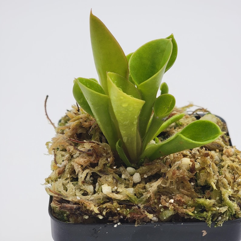 RainbowCarnivores Heliamphora minor - Thumbnail 3