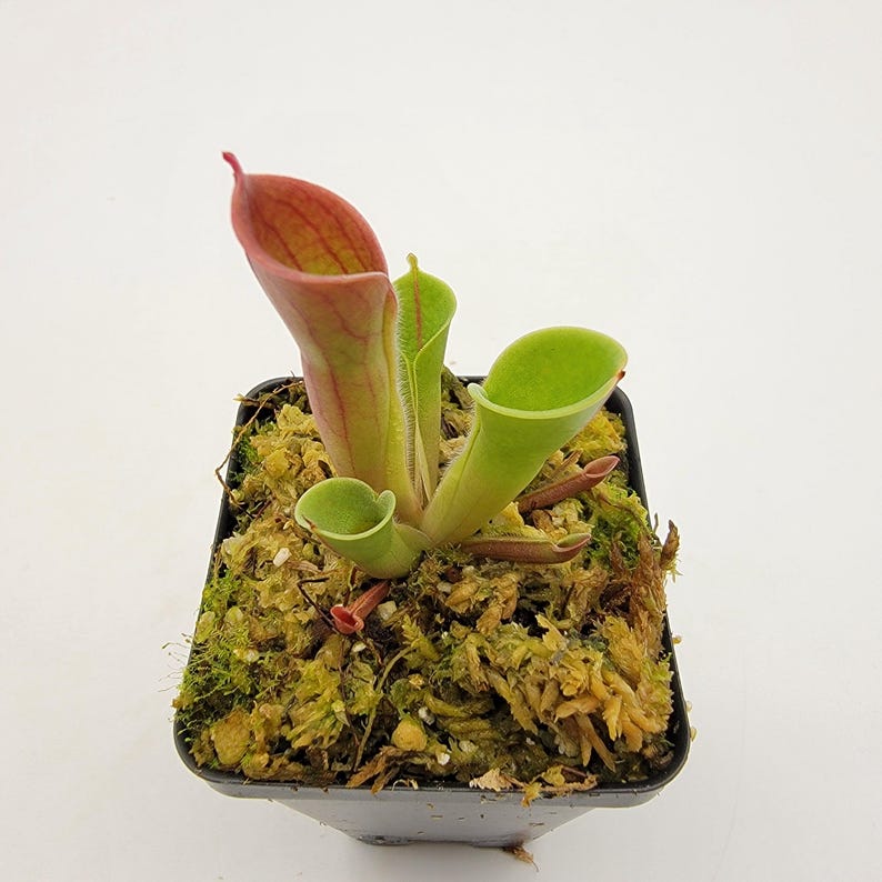 RainbowCarnivores Heliamphora minor - Thumbnail 5