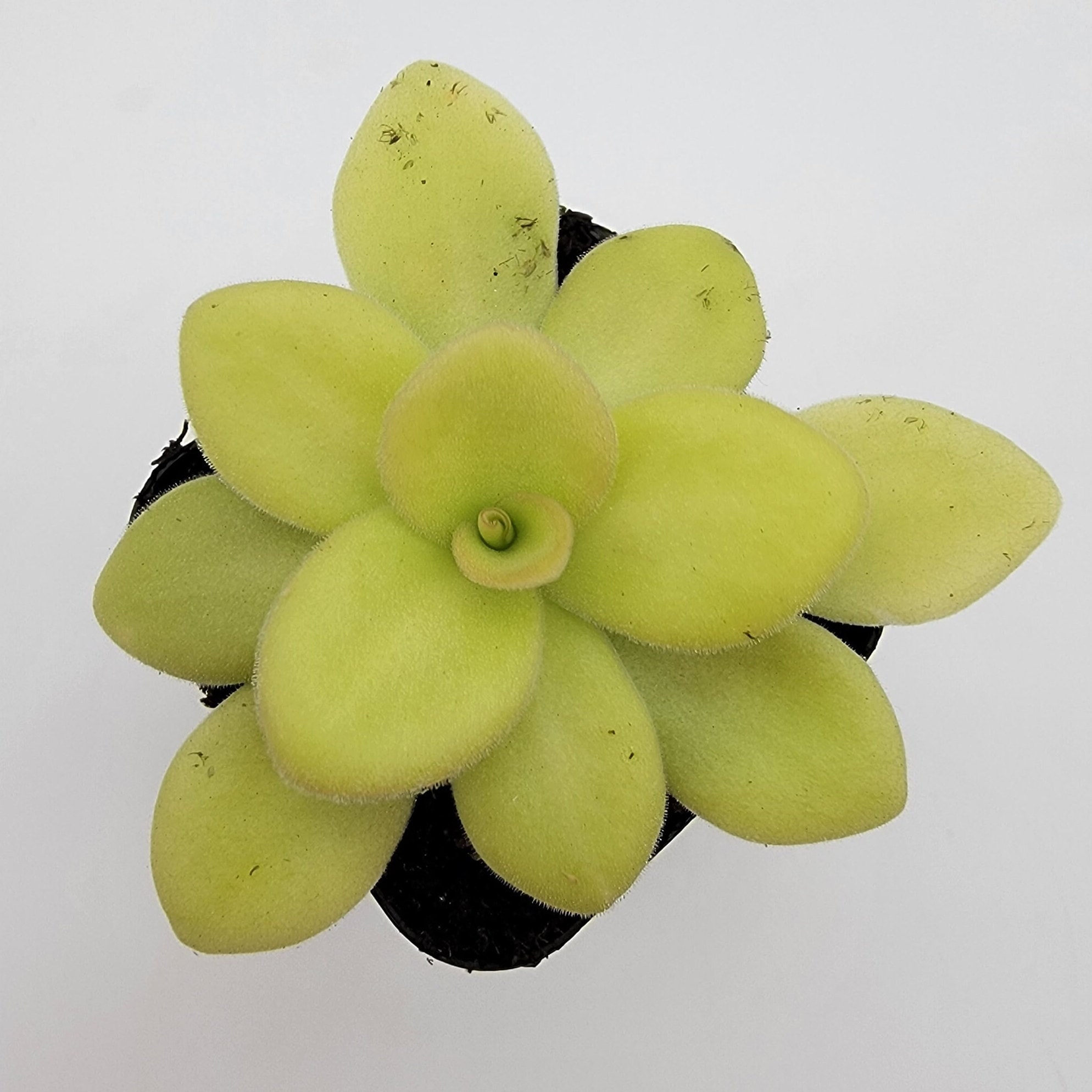 Pinguicula Agnata {zimapan, Hidalgo, Méx} [fungus Gnat Catcher