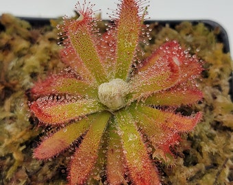 Drosera graomogolensis