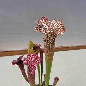 May include: A Sarracenia pitcher plant featuring tall, tubular leaves with a distinctive white and reddish-brown mottled pattern. The plant has several upright, trumpet-shaped pitchers with ruffled, flared tops and a smooth, light green base.