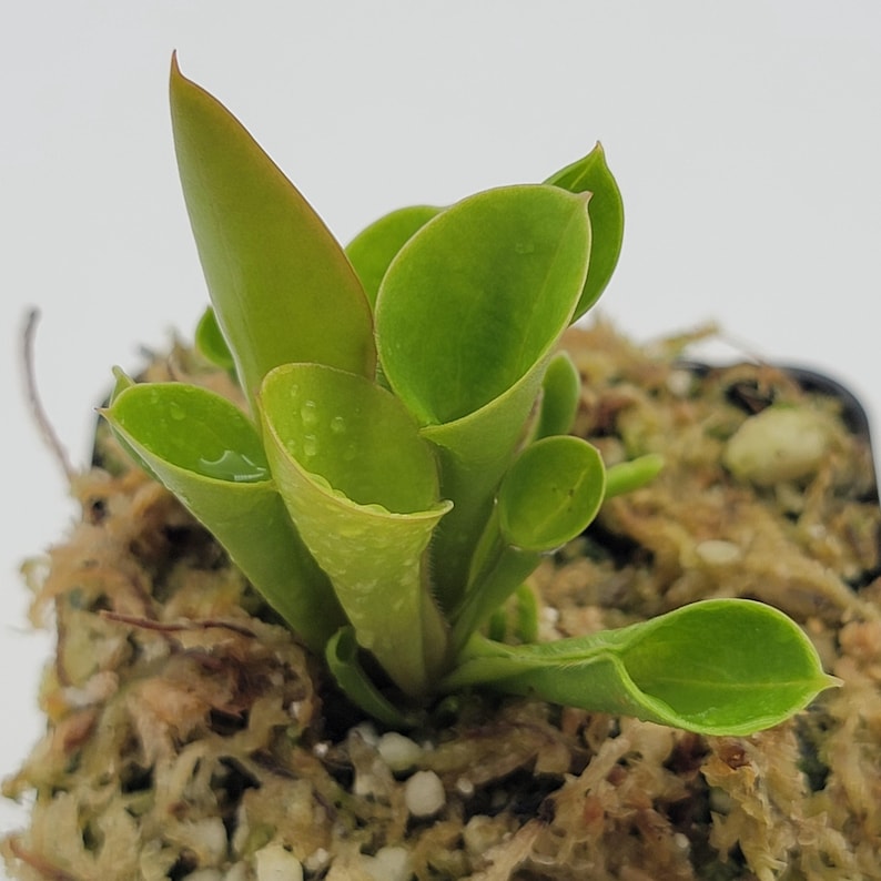 RainbowCarnivores Heliamphora minor
