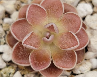 Pinguicula ehlersiae 'Victoria'