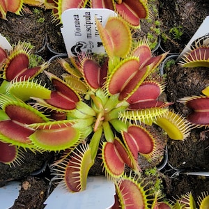 May include: A Dionaea muscipula Venus flytrap plant with vibrant red interior lobes and bright green outer edges, featuring sharp, interlocking marginal teeth. A white plant identification tag with black text is inserted in the dark soil.