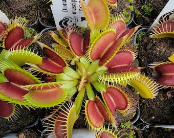 Venus flytrap 'DC-XL' -Lab Grown-