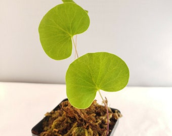 Bladderwort Utricularia Reniformis F. Courte   -Live carnivorous plant-