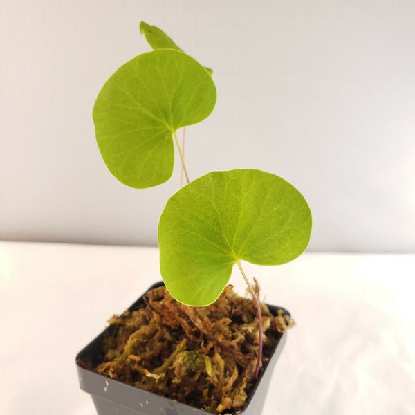 Bladderwort Utricularia Reniformis F. Courte   -Live carnivorous plant-