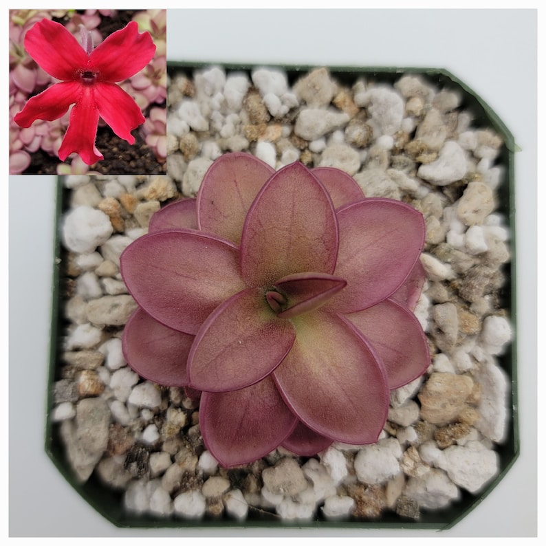 RainbowCarnivorousplants Pinguicula laueana - Thumbnail 3