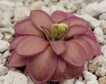 Pinguicula laueana CP2 x emarginata [Fungus Gnat Catcher]   -Live carnivorous plant-