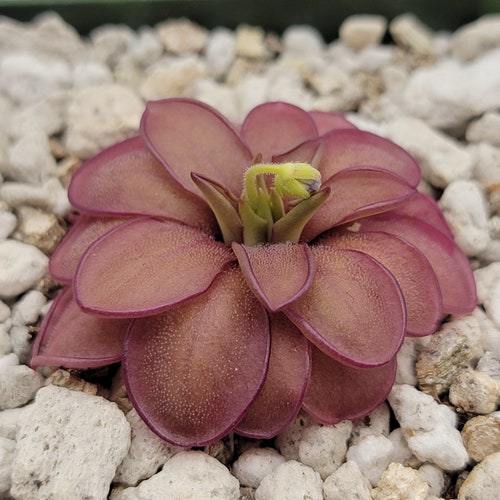 Pinguicula laueana CP2 x emarginata [Fungus Gnat Catcher]   -Live carnivorous plant-