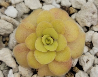 Pinguicula "Bugbane" [Fungus gnat catcher]   -Live carnivorous plant-