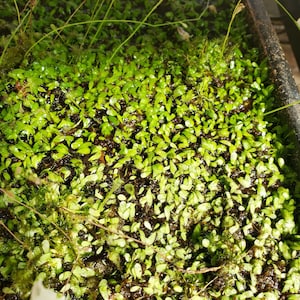 Utricularia Livida/ 1&quot; plug   -Live carnivorous plant-