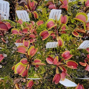 May include: A collection of Dionaea muscipula Red Piranha Venus flytrap plants with deep red, open traps featuring jagged, light green teeth. Each plant is accompanied by a white rectangular identification tag labeled Dionaea muscipula Red Piranha.