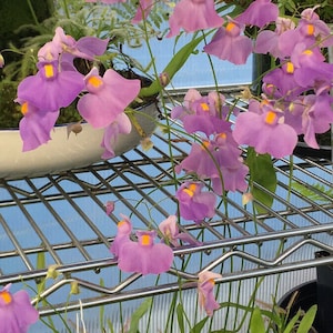 Utricularia longifolia   -Live carnivorous plant-