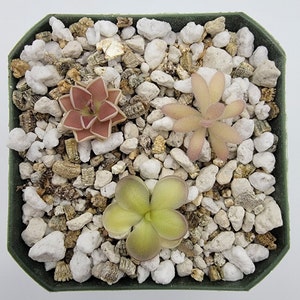 Set of 3 SMALL Butterworts set #2 [Fungus Gnat Catcher]   -Live carnivorous plant-  [Plants are about 0.5" in diameter, Pinguicula]