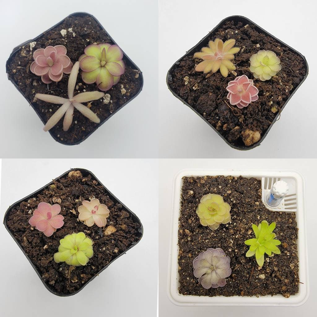 Set of 12 SMALL Butterworts Set 12 fungus Gnat Catcher Etsy