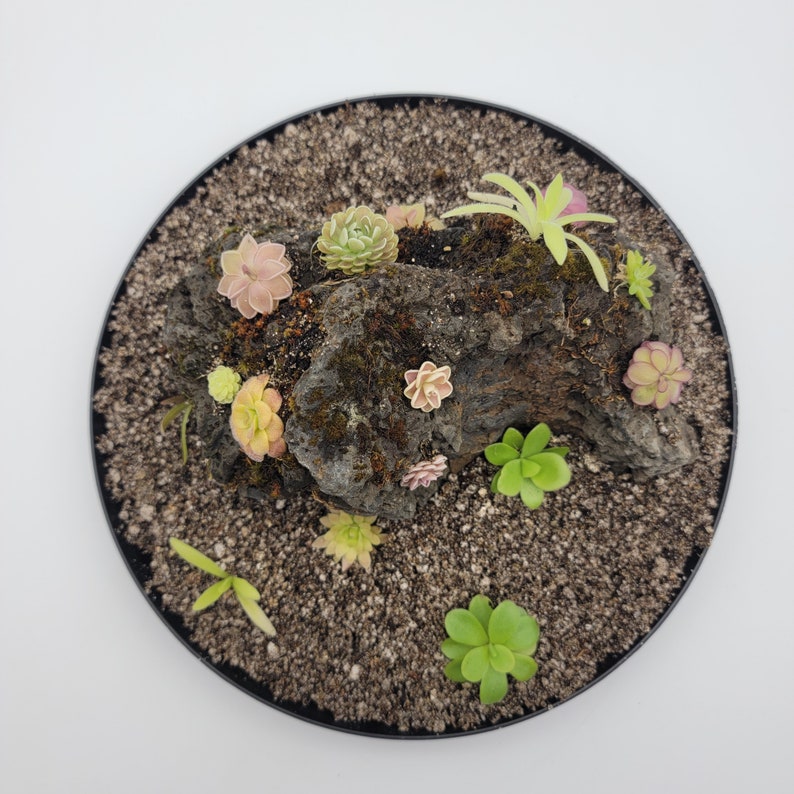 RainbowCarnivorousplants Pinguicula