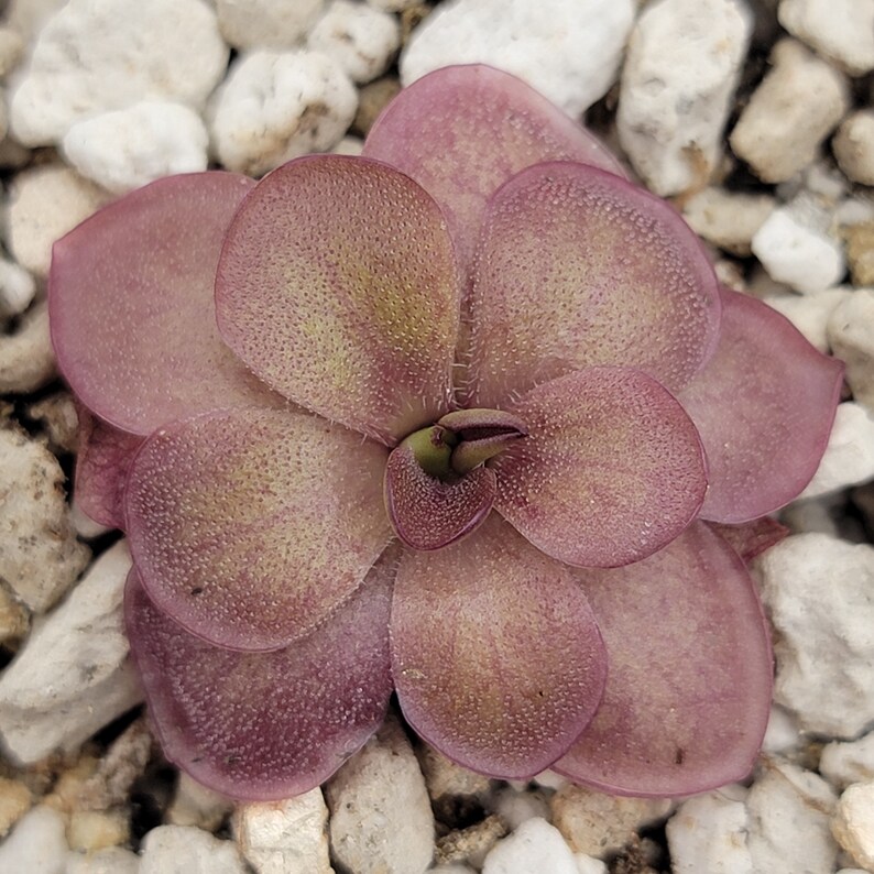 Pinguicula laueana undulate geranium flower Fungus Gnat Catcher Live carnivorous plant image 3