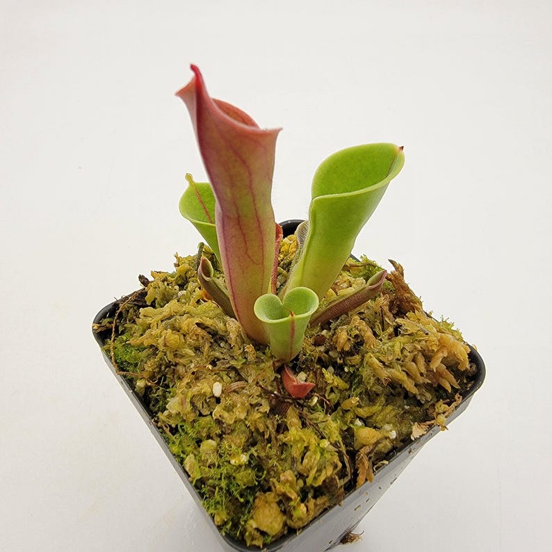 RainbowCarnivores Heliamphora minor - Thumbnail 2