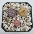 Set of 3 SMALL Butterworts set #4 [Fungus Gnat Catcher]   -Live carnivorous plant-  [Plants are about 0.5" in diameter, Pinguicula]
