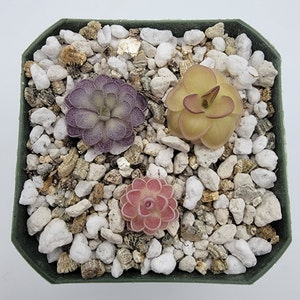Set of 3 SMALL Butterworts set #4 [Fungus Gnat Catcher]   -Live carnivorous plant-  [Plants are about 0.5&quot; in diameter, Pinguicula]