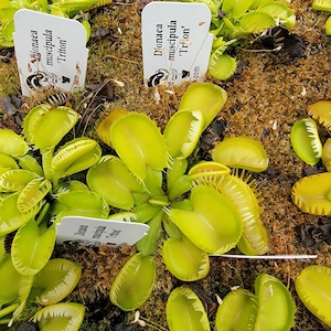 Venus flytrap 'Triton' -Lab Grown-