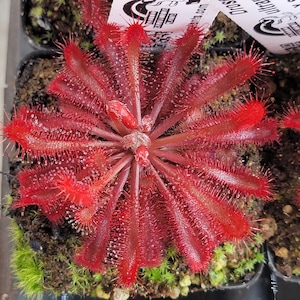 Drosera ultramafica x spatulata