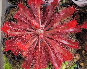 May include: A close-up of a vibrant red carnivorous plant, likely a sundew, with numerous sticky tentacles radiating from a central point. The plant is potted in a small container with green moss and soil. The image is well-lit, highlighting the plant's unique texture.
