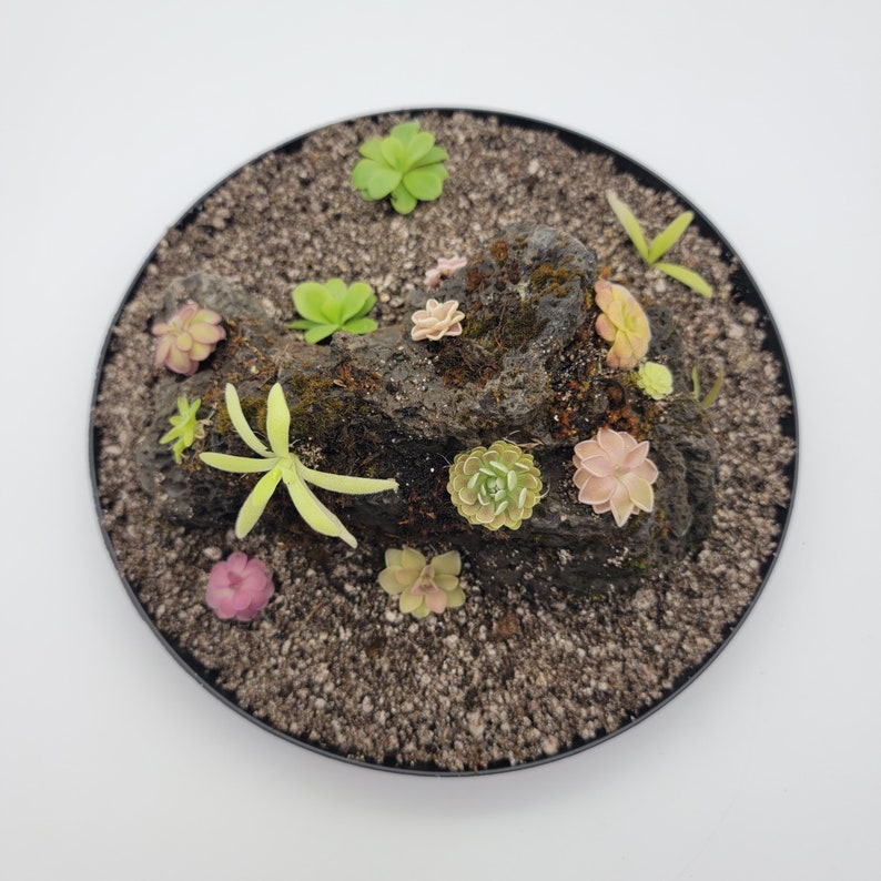 RainbowCarnivorousplants Pinguicula - Thumbnail 2