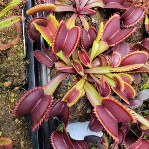 May include: A cluster of Venus flytrap plants featuring deep burgundy, hinged leaves with sharp, tooth-like cilia along the edges. The stems transition from a vibrant lime green at the base to a dark red near the traps, growing in dark soil.