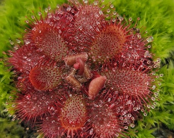May include: Close-up of a red sundew plant with water droplets, set against a backdrop of green moss. The plant's leaves are covered in tiny, glistening droplets, and the red color is vibrant. The plant is a carnivorous species.