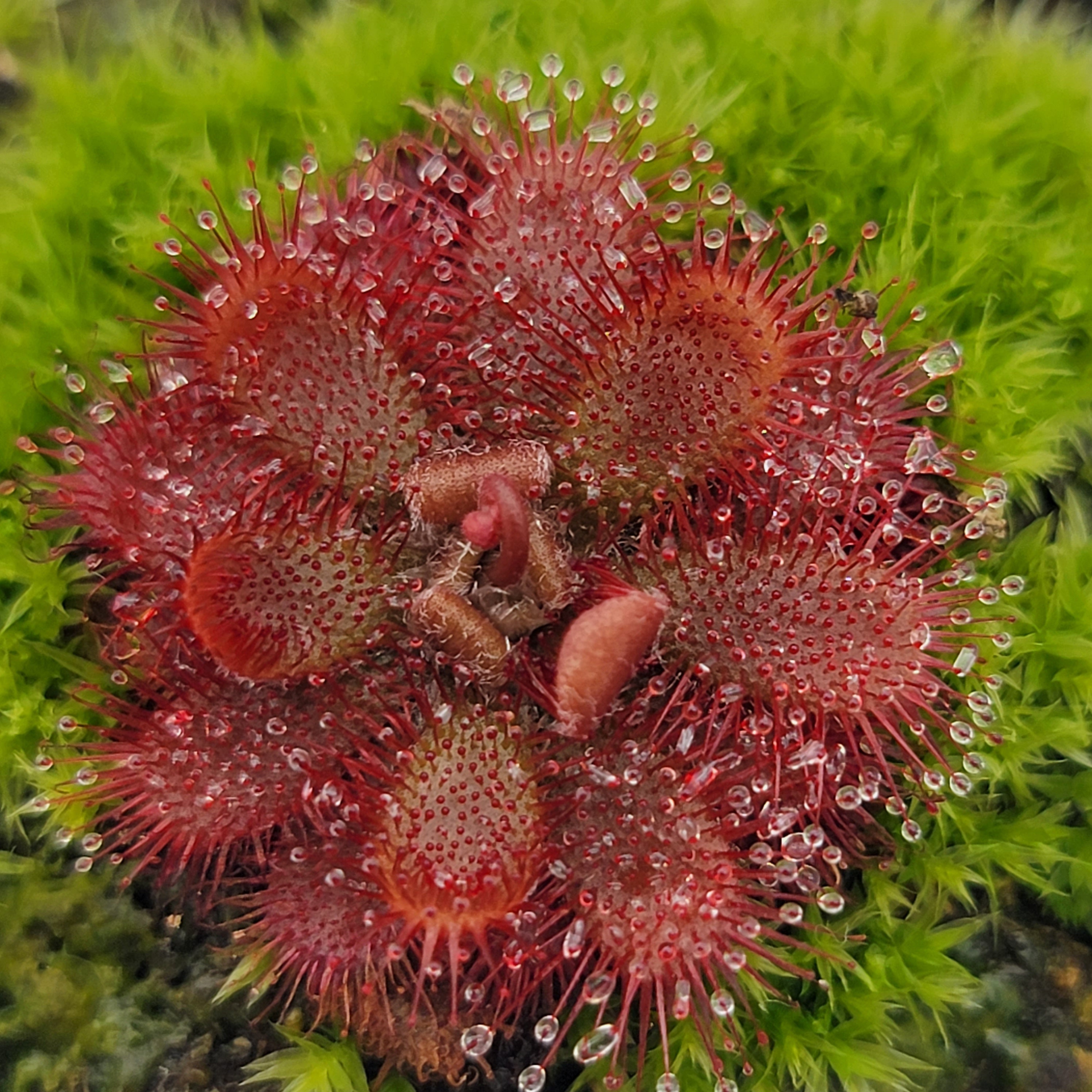 Drosera tomentosa