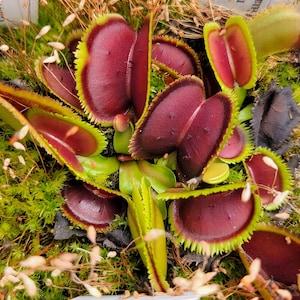 May include: A Venus flytrap plant featuring multiple open traps with deep red interiors and bright green, serrated edges. The plant is surrounded by vibrant green moss and thin, light-colored stalks, showcasing the distinct, hinged leaf structure.