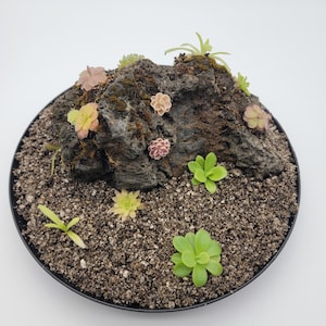 May include: A small, round, black planter filled with soil and various small plants. A dark, textured rock formation is the centerpiece, adorned with several colorful, flowering plants. The plants display shades of green, pink, and yellow.
