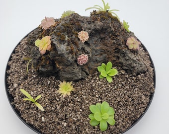 May include: A small, round, black planter filled with soil and various small plants. A dark, textured rock formation is the centerpiece, adorned with several colorful, flowering plants. The plants display shades of green, pink, and yellow.